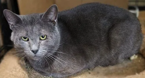 An adult large-sized male Gray / Blue / Silver Domestic Short Hair cat named Steele for adoption in Lenhartsville, PA