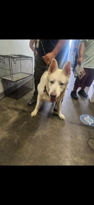 A senior large-sized male German Shepherd Dog dog named Ebu for adoption in Los Angeles, CA
