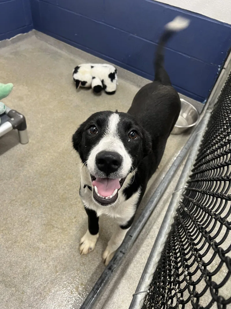 A young medium-sized female Labrador Retriever dog named Cow  Months Female for adoption in Sterling, MA