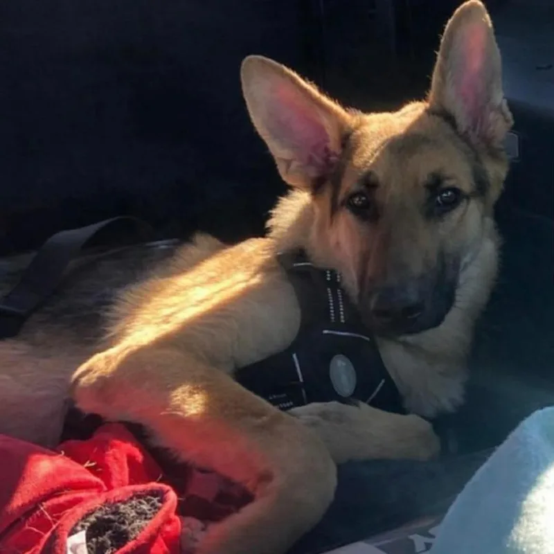 An adult large-sized male Black German Shepherd Dog dog named Maverick for adoption in New Ringgold, PA