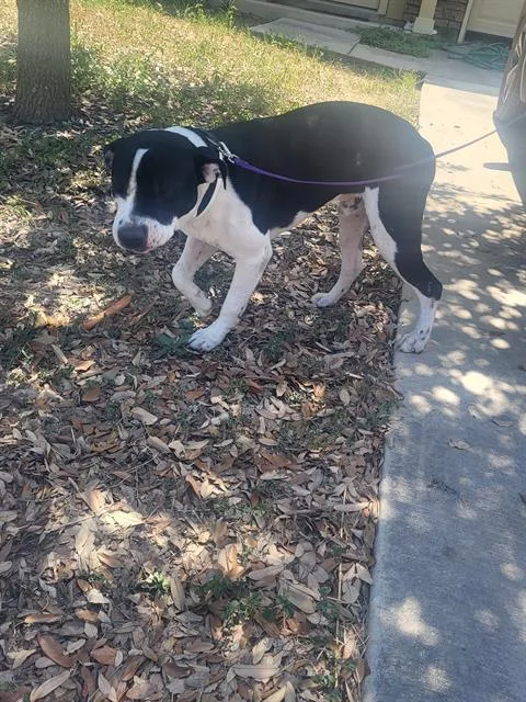 A young large-sized male American Staffordshire Terrier dog named Tonka for adoption in San Antonio, TX