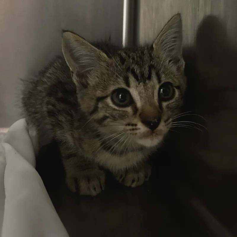 A baby small-sized male Gray / Blue / Silver Domestic Short Hair cat named Pineapple for adoption in Chattanooga, TN