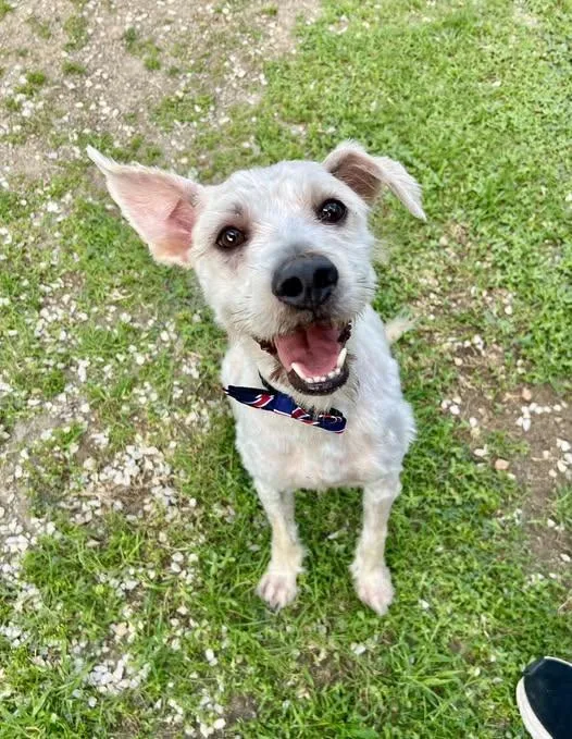 An adult medium-sized male Poodle dog named Beetle for adoption in McKinney, TX