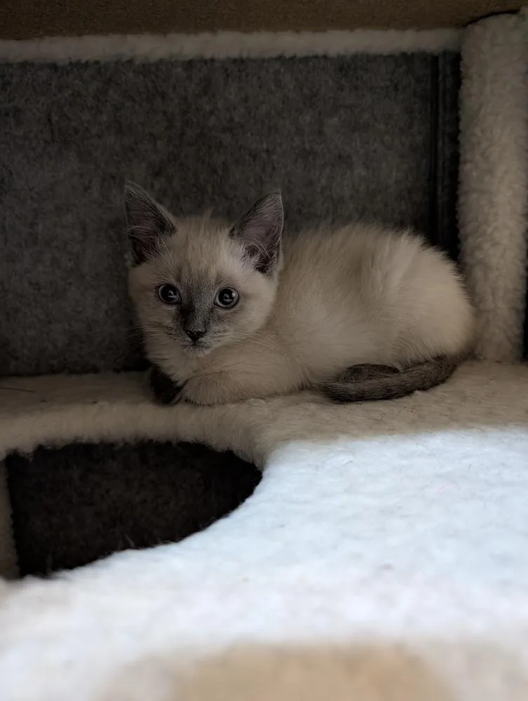 A baby small-sized female Cream / Ivory Domestic Short Hair cat named Ria for adoption in Westfield, WI