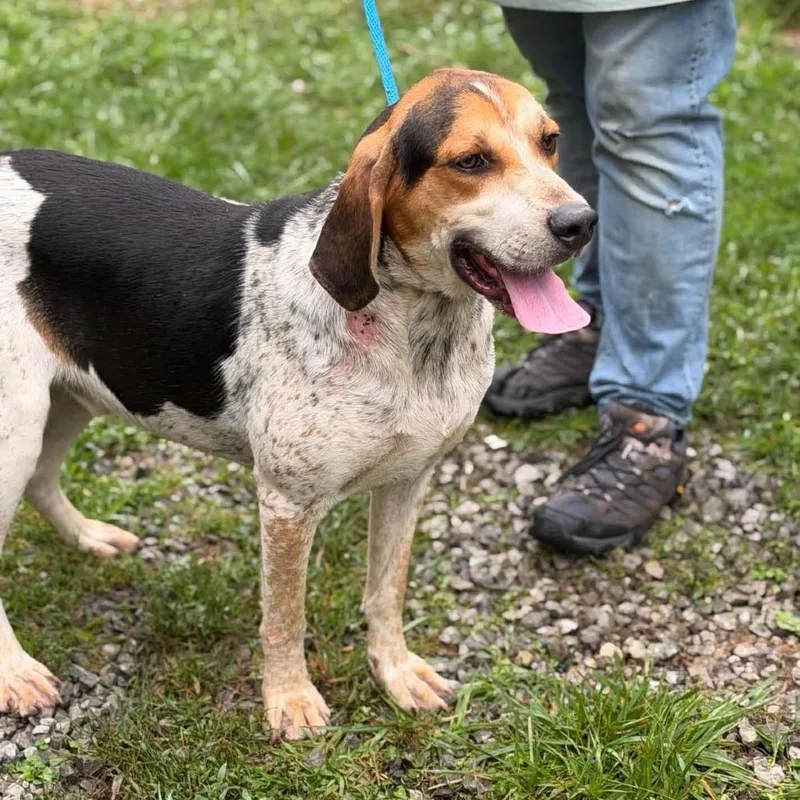An adult large-sized male White / Cream English Coonhound dog named Jackson for adoption in Frederick, MD