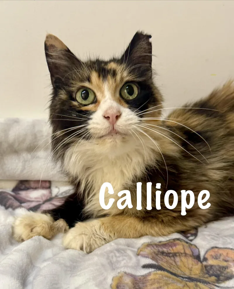 An adult medium-sized female Domestic Medium Hair cat named Calliope for adoption in Frewsburg, NY