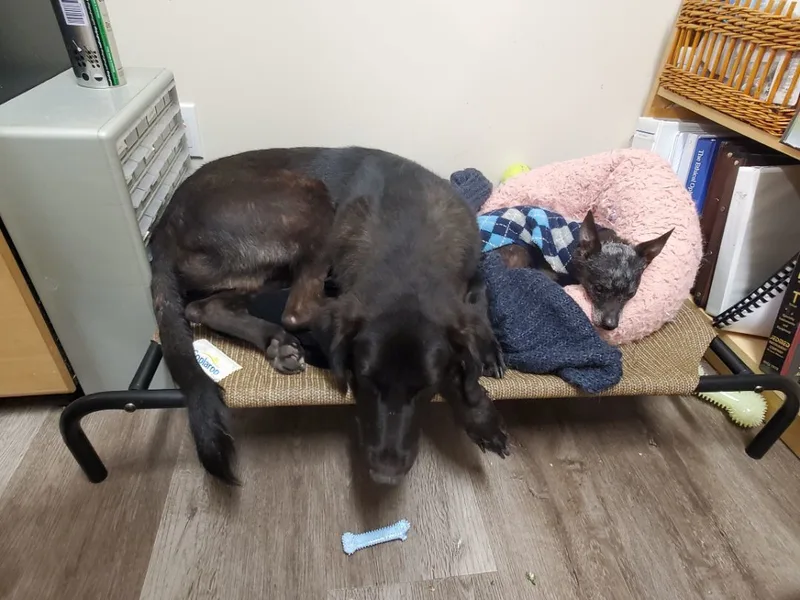 Miles Davis Lover thumbnail 4