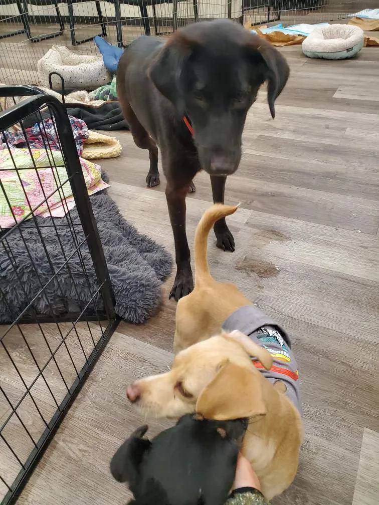 Miles Davis Lover thumbnail 5