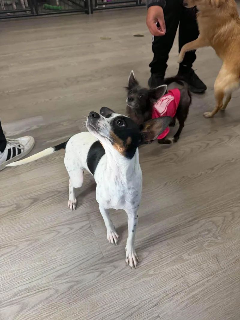 A young small-sized female Black Rat Terrier dog named Elsa for adoption in Gouverneur, NY