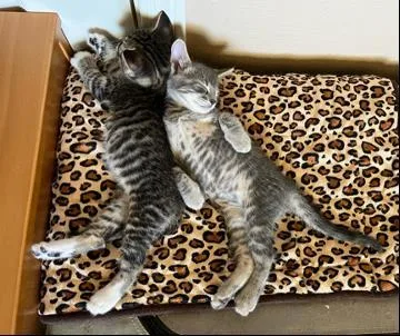 A baby small-sized male Tabby (Gray / Blue / Silver) Tabby cat named Blue Pie for adoption in Chandler, AZ