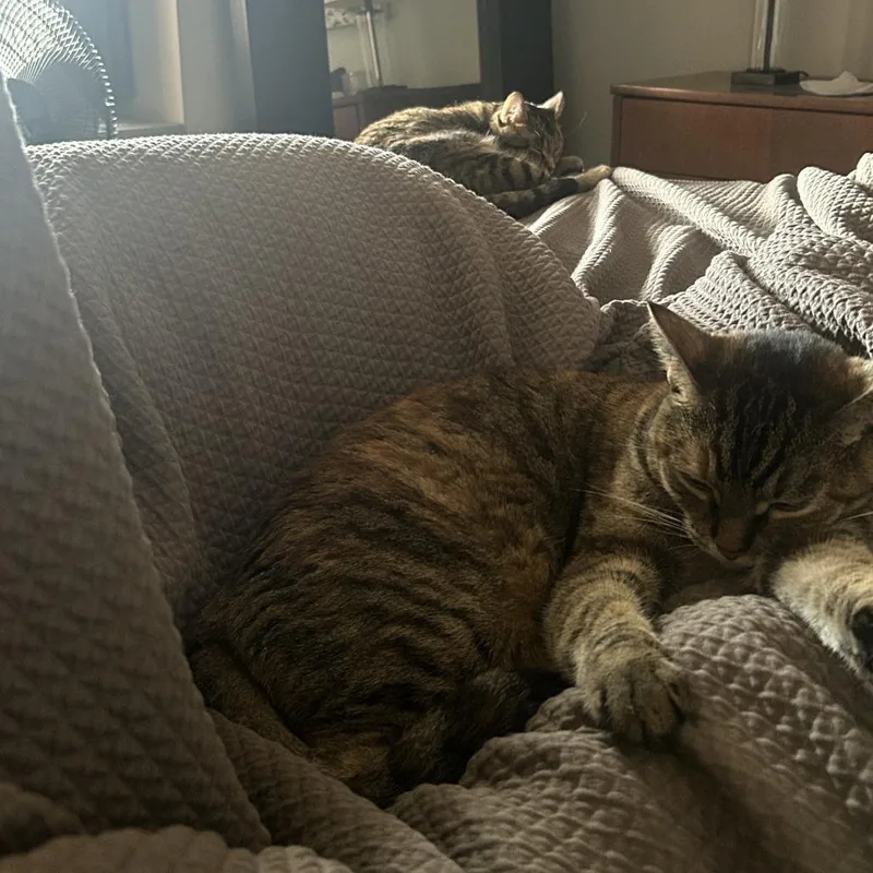 An adult large-sized female Torbie Domestic Short Hair cat named Maple Syrup for adoption in Evanston, IL