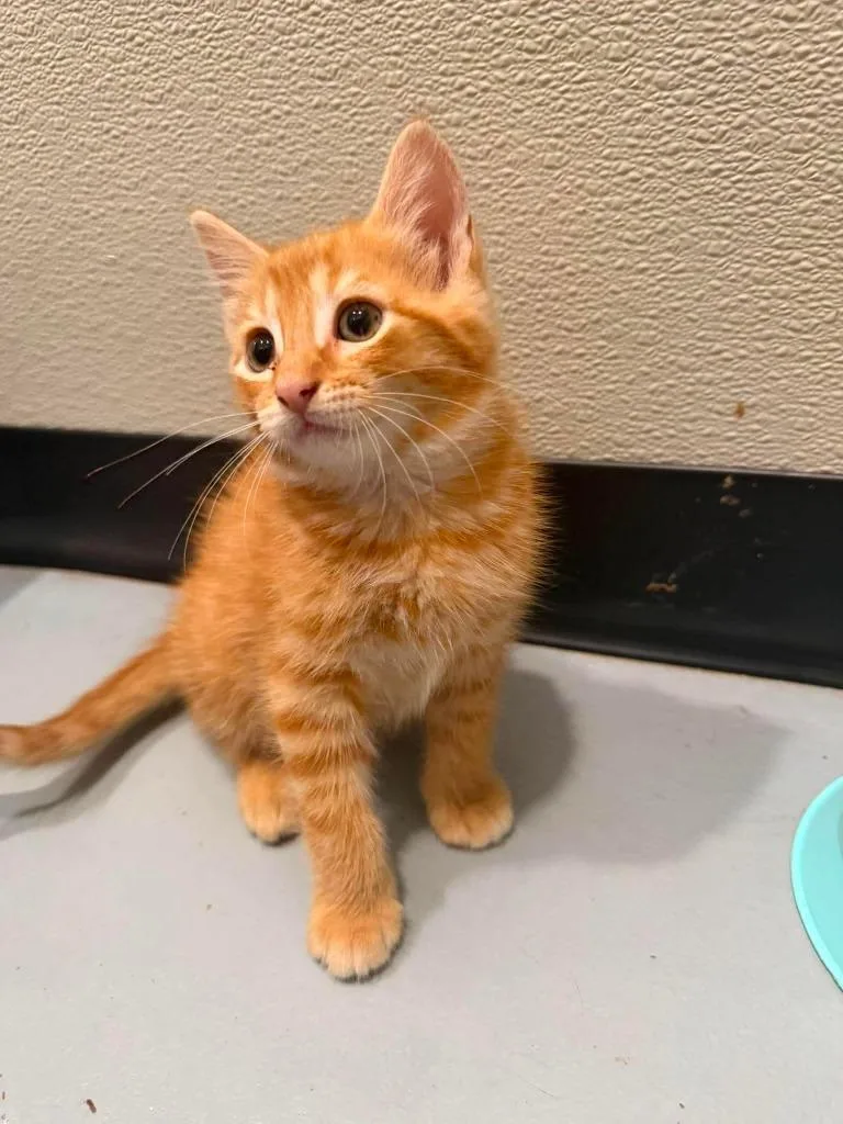 A baby medium-sized male Domestic Short Hair cat named T Torracat for adoption in Ashland, WI
