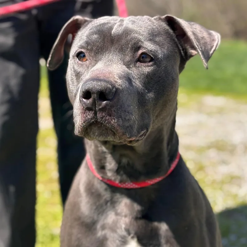 An adult large-sized male Gray / Blue / Silver Mixed Breed dog named Corncob Bob for adoption in York, PA