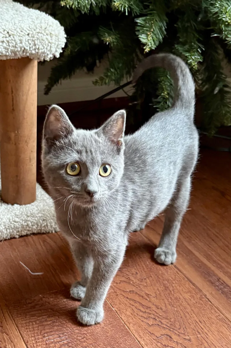 A baby small-sized female Gray / Blue / Silver Russian Blue cat named Lexi  North Conroe for adoption in Spring, TX