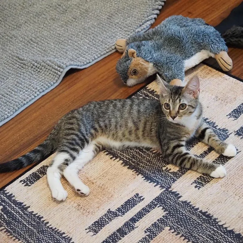 A baby small-sized male Gray / Blue / Silver Domestic Short Hair cat named Keen Located in for adoption in Alexandria, VA