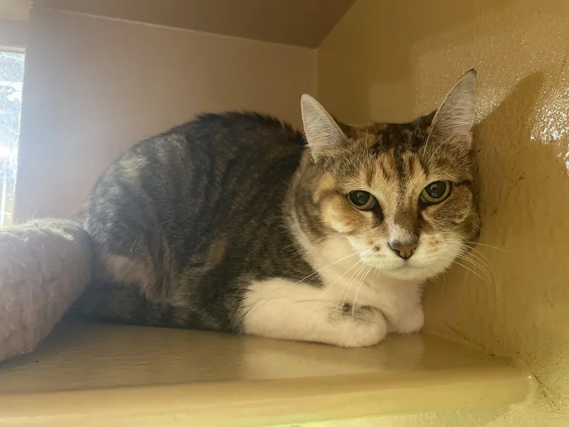 An adult medium-sized female Tabby cat named Cleo for adoption in Oxford, MS