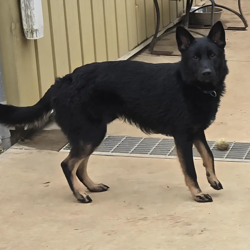 A baby medium-sized male Black German Shepherd Dog dog named Hawkeye for adoption in Keokuk, IA