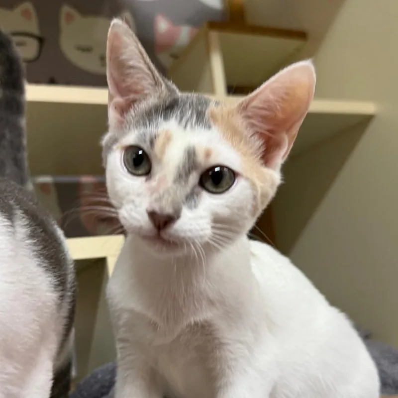 A baby medium-sized female Dilute Calico Domestic Short Hair cat named Jo for adoption in Lauderhill, FL