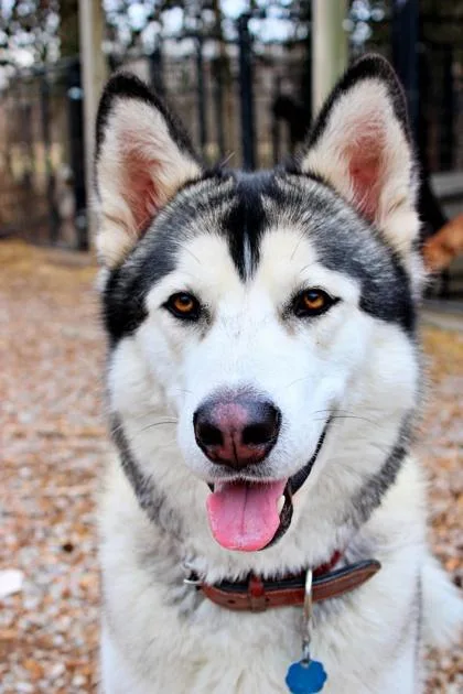 An adult large-sized male Siberian Husky dog named Silver for adoption in Morton Grove, IL