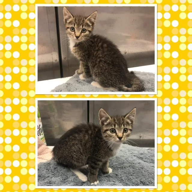 A baby small-sized female Tabby (Gray / Blue / Silver) Domestic Short Hair cat named Nymeria for adoption in Buckhannon, WV
