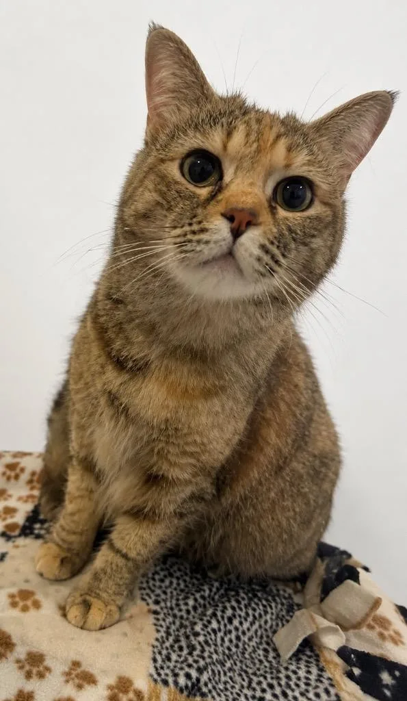 A young medium-sized female Domestic Short Hair cat named Leslie Chow for adoption in Columbia, TN