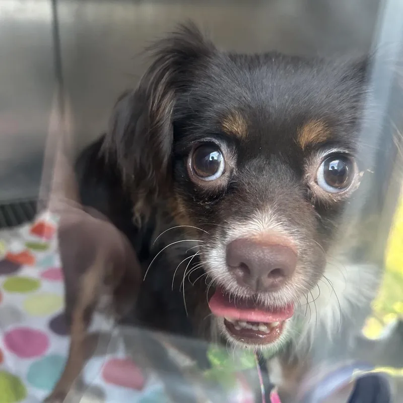 An adult small-sized female Brown / Chocolate Mixed Breed dog named Sprout for adoption in Philadelphia, PA