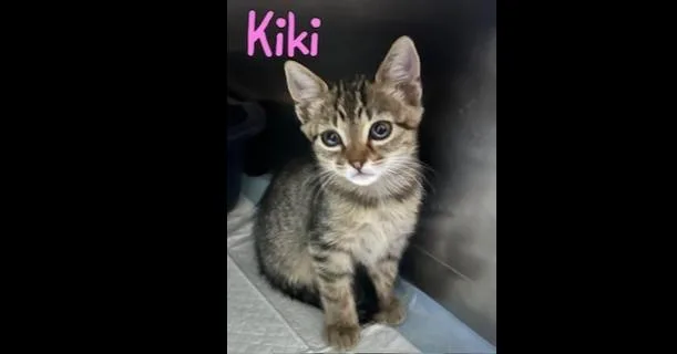 A baby small-sized female Tabby (Brown / Chocolate) Domestic Short Hair cat named Kiki for adoption in Ruskin, FL
