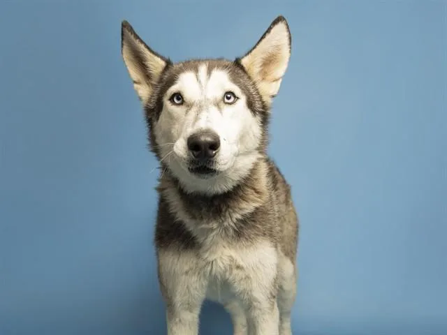 Echo