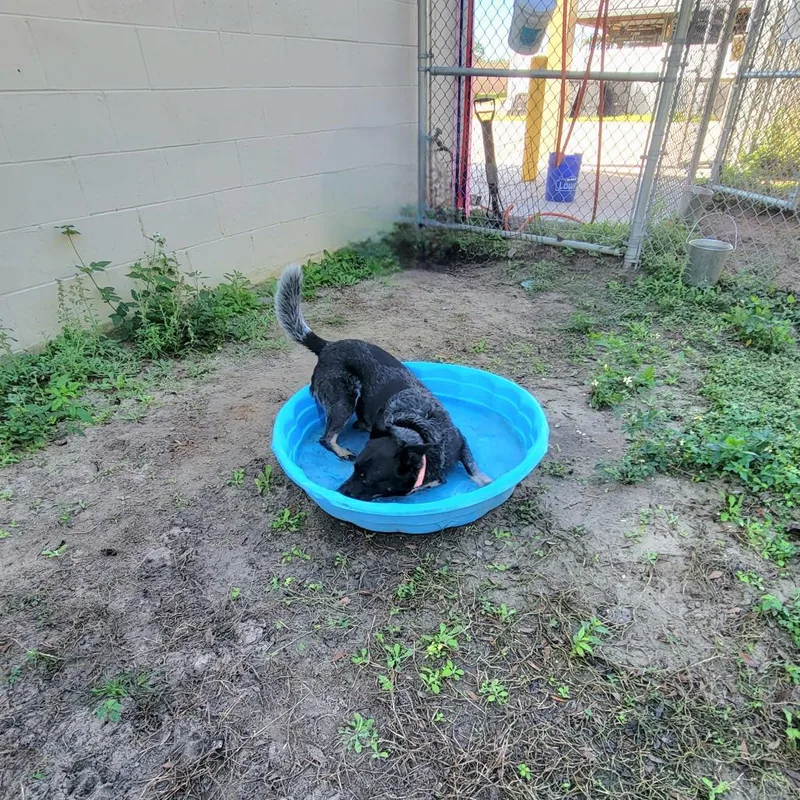 An adult large-sized male Black Australian Cattle Dog / Blue Heeler dog named Tucker for adoption in Lake Panasoffkee, FL