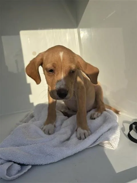 A baby small-sized male Labrador Retriever dog named A for adoption in Houston, TX