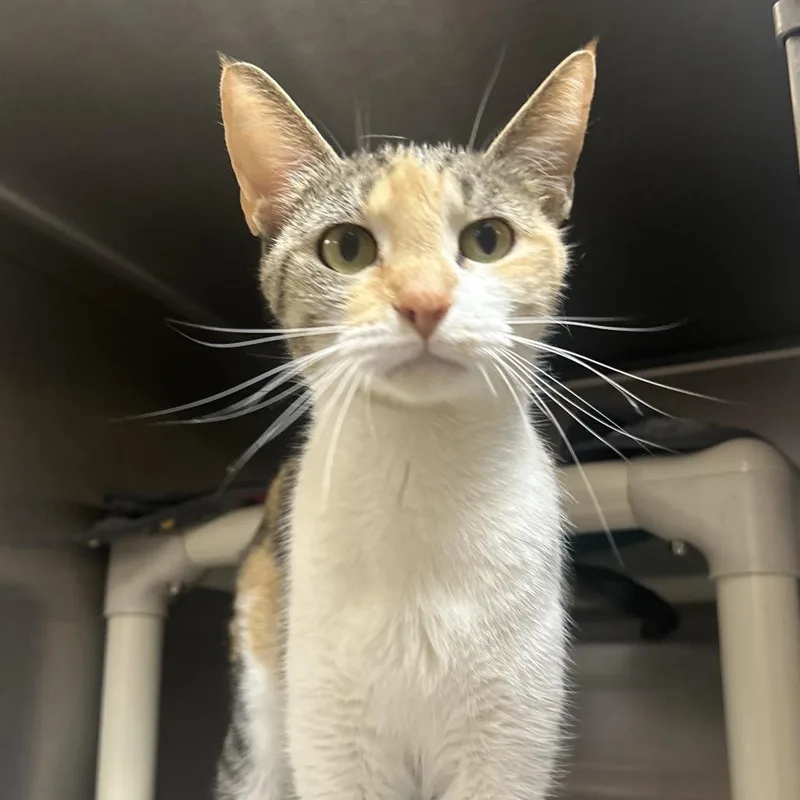 An adult medium-sized female Orange / Red Domestic Short Hair cat named Nova for adoption in Indianapolis, IN