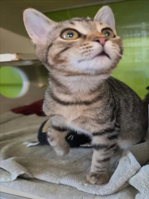 A baby small-sized male Brown / Chocolate Domestic Short Hair cat named Kodiak for adoption in Woodland, CA