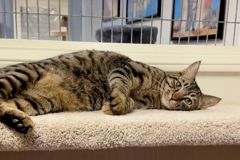 An adult medium-sized male Tabby cat named Nicholas for adoption in West Hills, CA