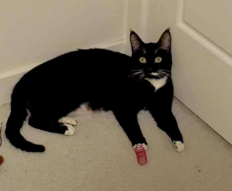 Shiso Speranza thumbnail 2