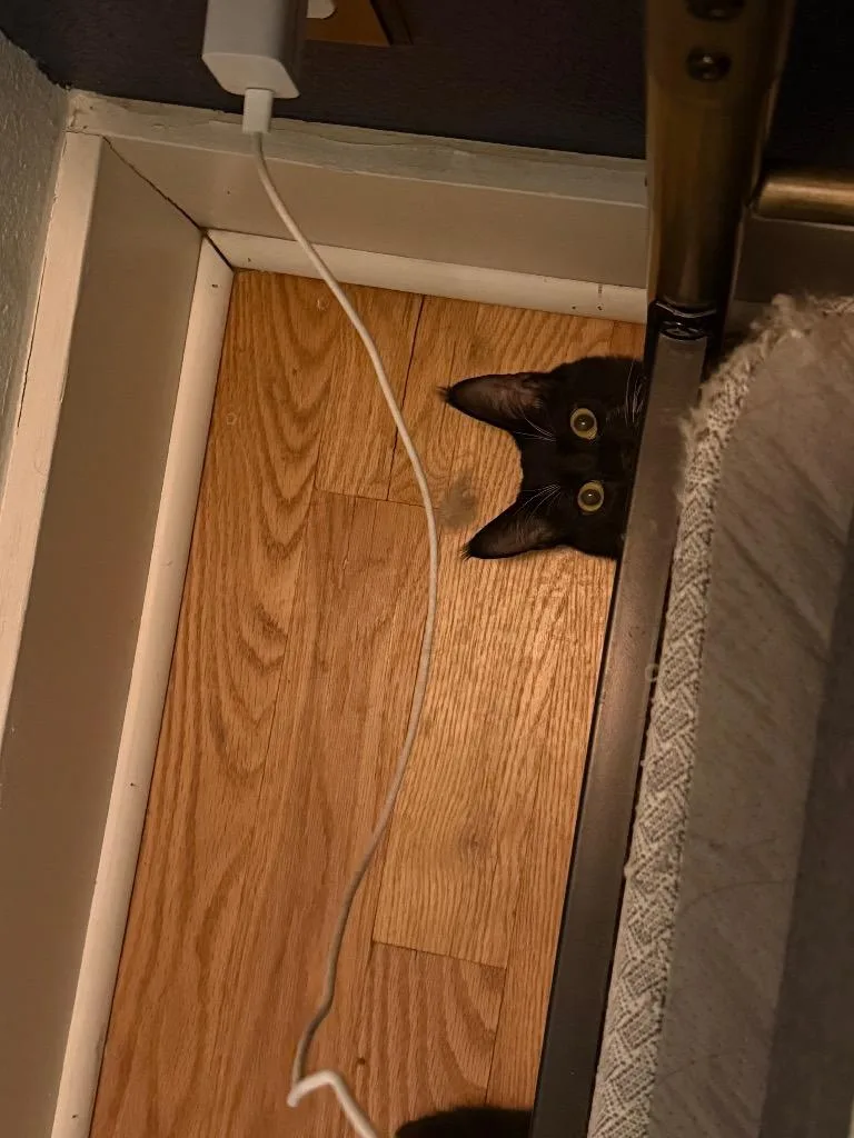 Shiso Speranza thumbnail 3