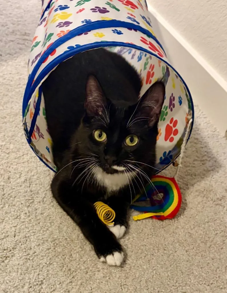 Shiso Speranza thumbnail 4