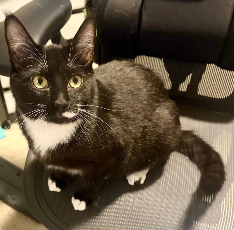 Shiso Speranza thumbnail 5