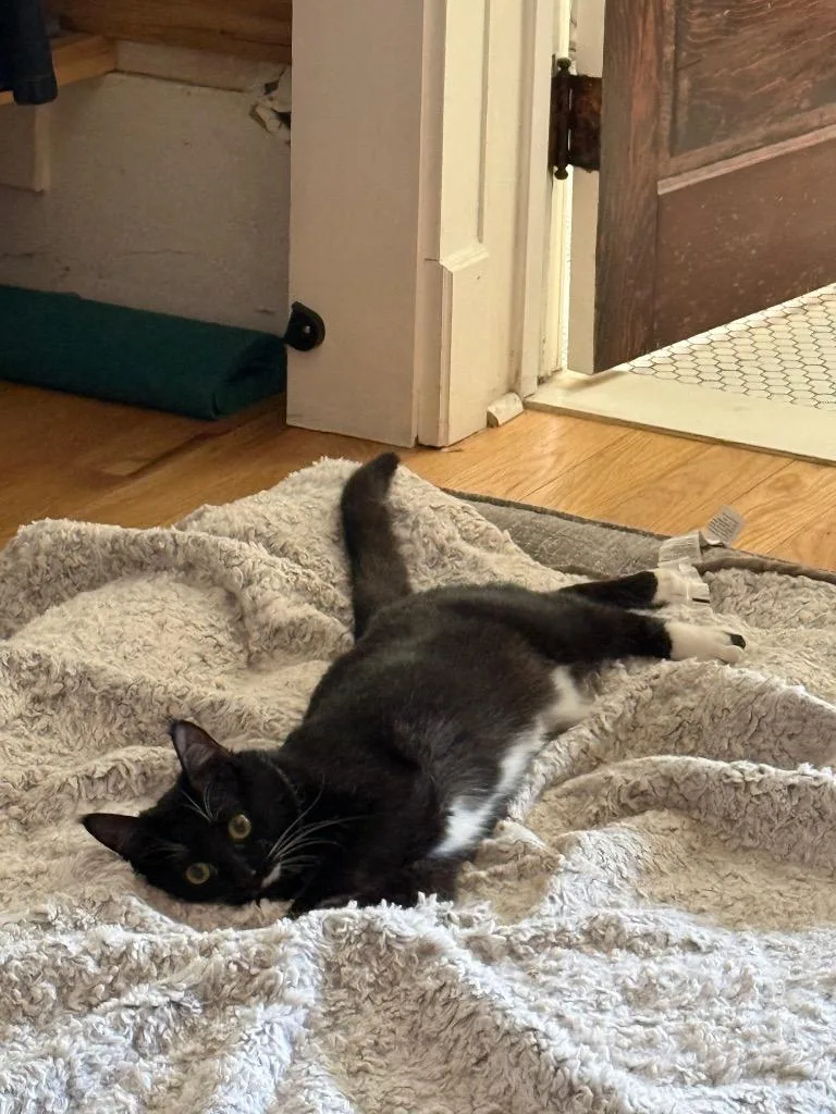 Shiso Speranza thumbnail 6