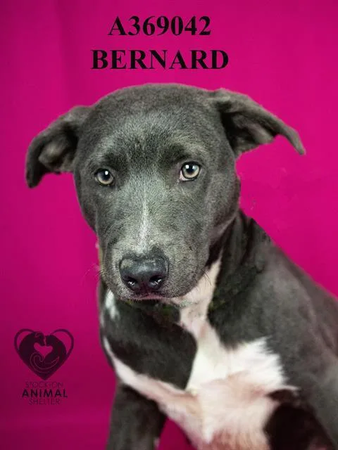Bernard