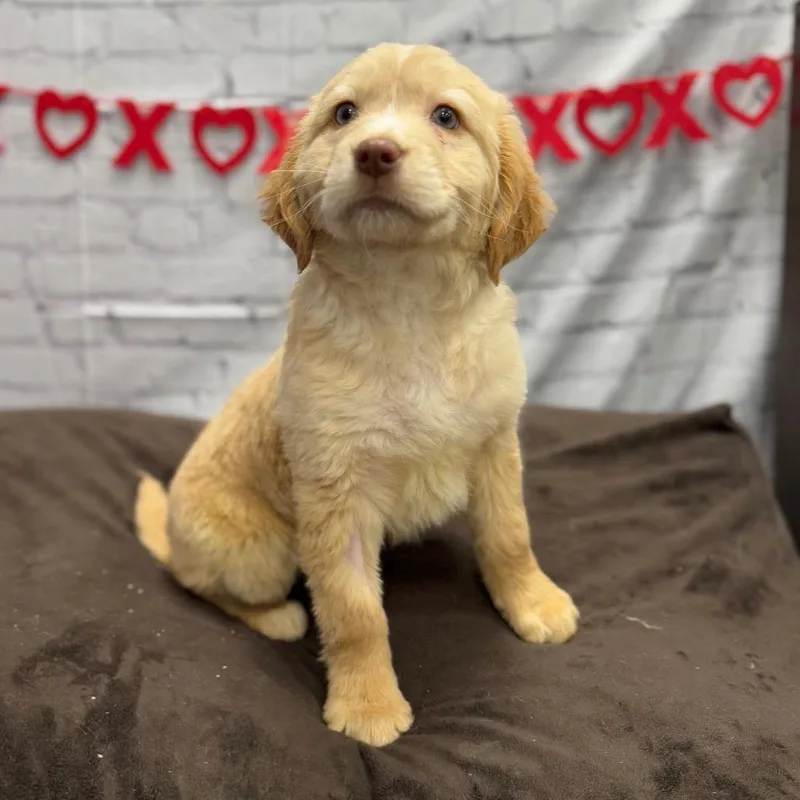 A young small-sized female White / Cream Golden Retriever dog named Daisy for adoption in Pasadena , MD