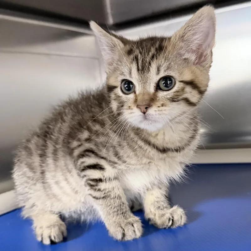 A baby small-sized female Brown / Chocolate Domestic Short Hair cat named Olive for adoption in Medford, OR