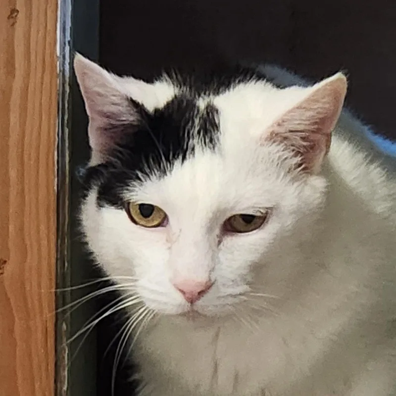 An adult medium-sized male Domestic Short Hair cat named Astro for adoption in Anacortes, WA