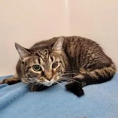 An adult medium-sized female Tabby (Gray / Blue / Silver) Tabby cat named Hope for adoption in Green Valley, AZ