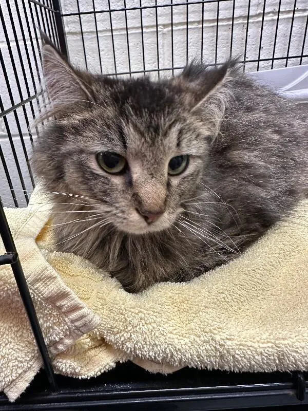 An adult medium-sized female Tabby (Brown / Chocolate) Domestic Long Hair cat named Lisa for adoption in Burgaw, NC