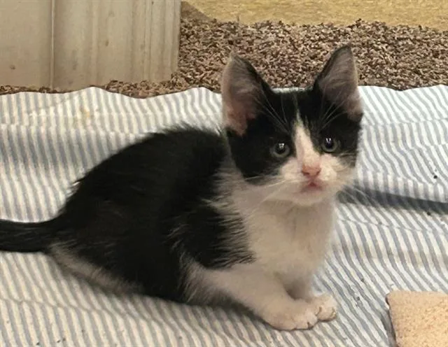 A baby small-sized male Domestic Short Hair cat named Silly Sam for adoption in Tustin, CA