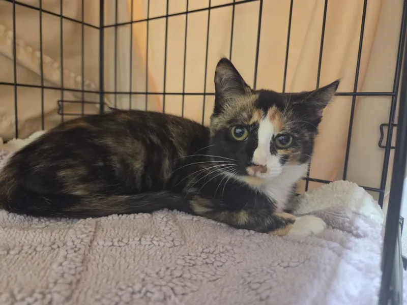 A baby small-sized female Domestic Short Hair cat named Clara for adoption in Hagerstown, MD