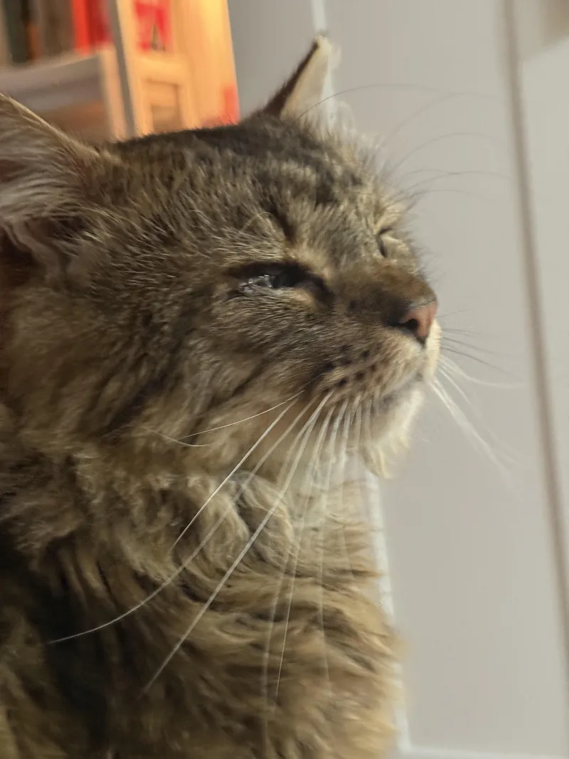 Enzo The Affectionate