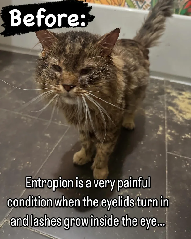 Enzo The Affectionate thumbnail 2