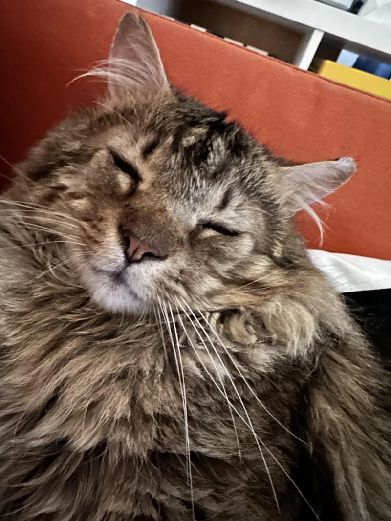 Enzo The Affectionate thumbnail 5