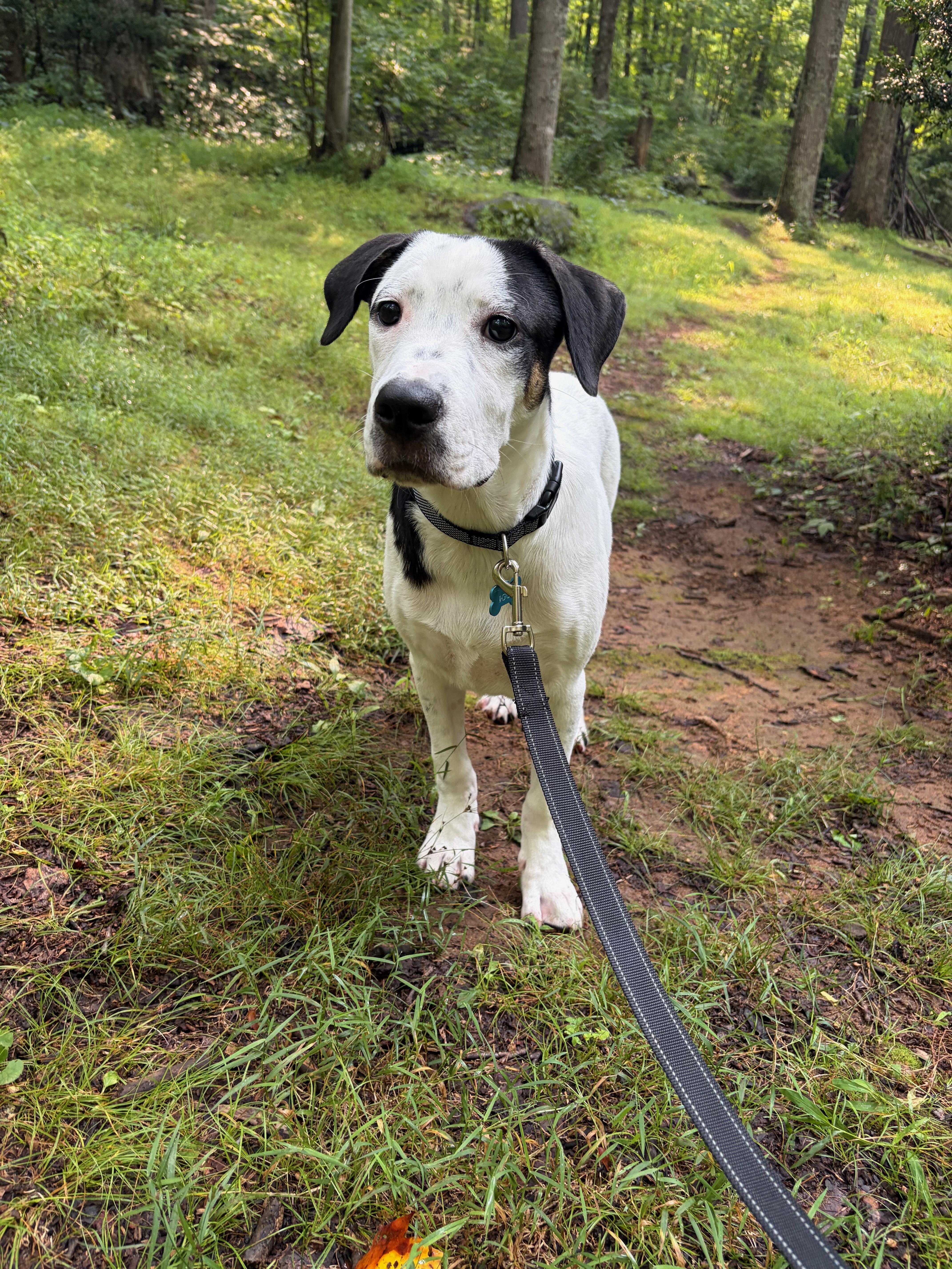 A young large-sized male Mixed Breed dog named Milo please consider picking for adoption in Conway, SC